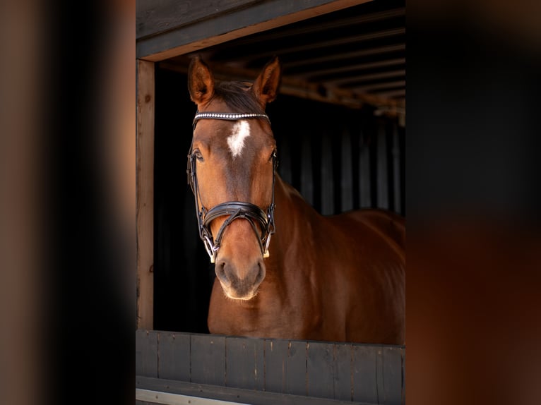Zweibruecker Mix Mare 6 years 17 hh Brown in Merzig