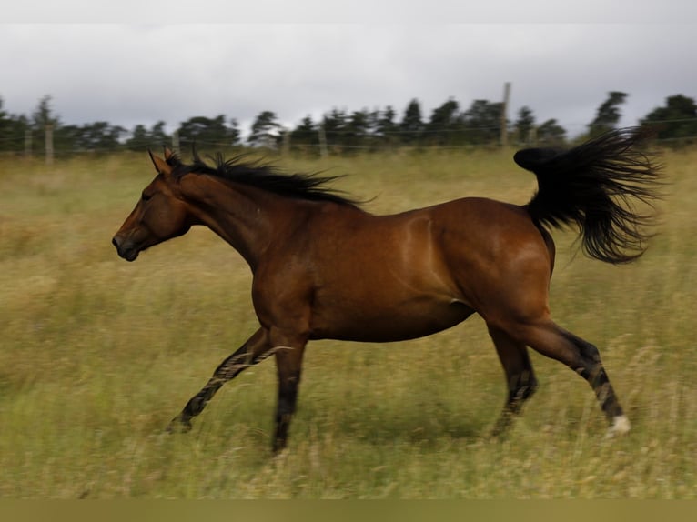 Zweibruecker Mix Mare 6 years 17 hh Brown in Merzig