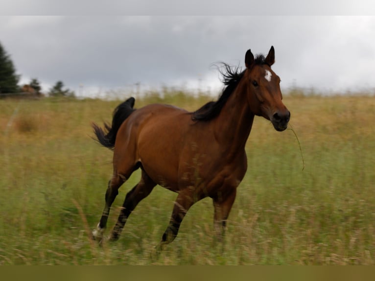 Zweibruecker Mix Mare 7 years 17 hh Brown in Merzig
