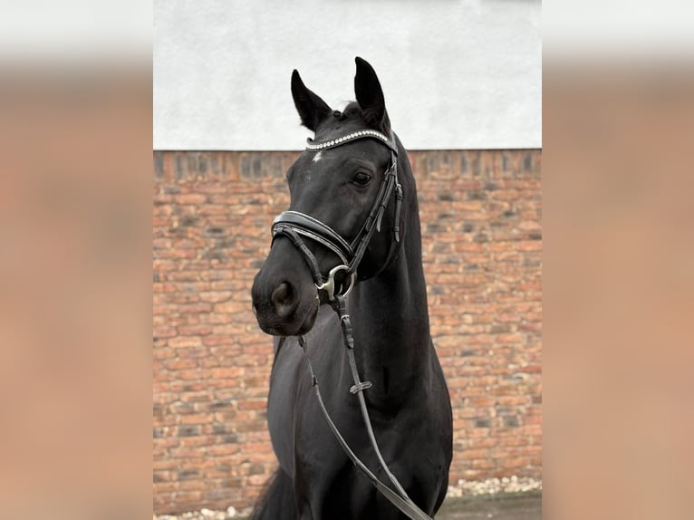 Zweibruecker Mare 8 years 16 hh Black in Bonn