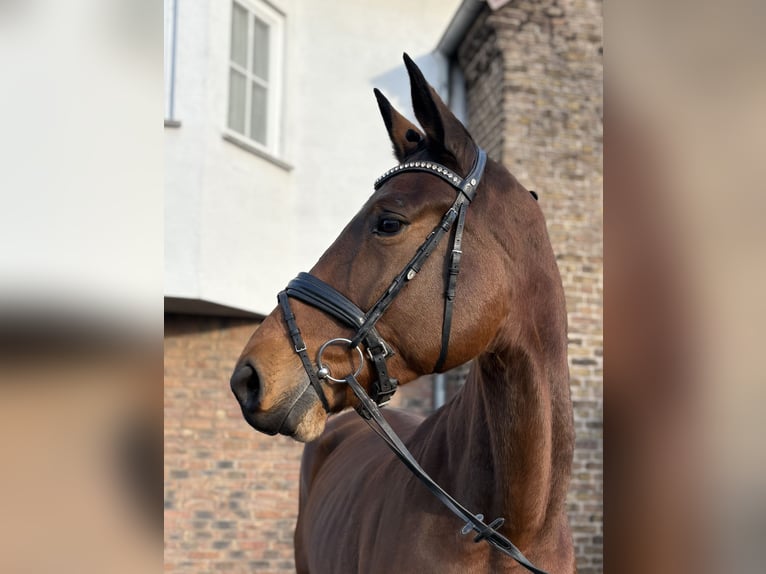 Zweibruecker Mare 8 years 17 hh Brown in Niederkassel