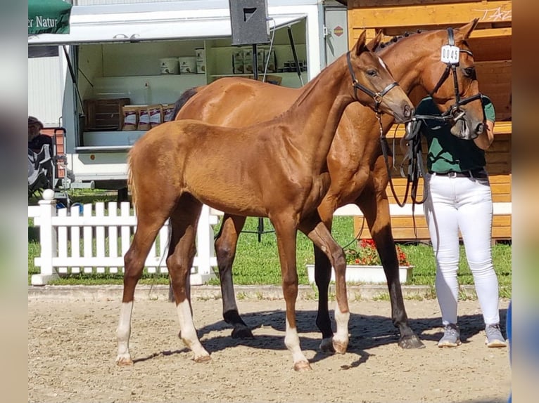 Zweibruecker Mare Foal (03/2025) 16,2 hh Chestnut in Neupotz