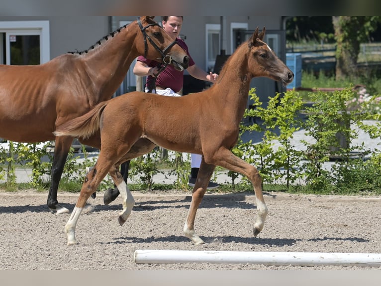 Zweibruecker Mare Foal (03/2025) 16,2 hh Chestnut in Neupotz
