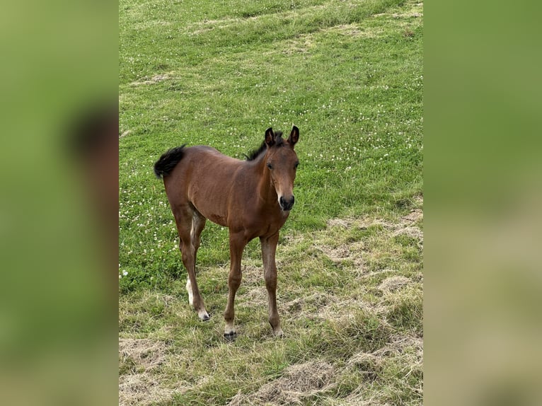 Zweibruecker Mare Foal (05/2024) Brown in Pillig