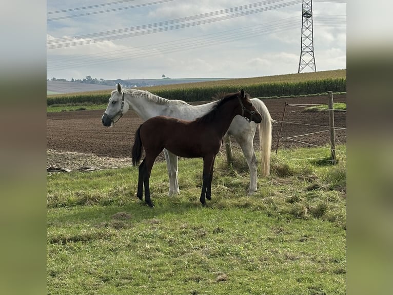 Zweibruecker Mare Foal (04/2024) Brown in Pillig