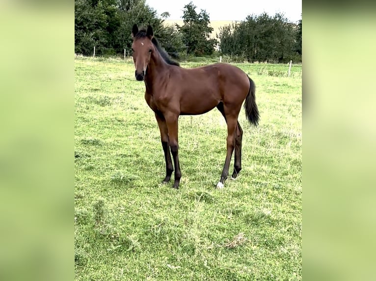 Zweibruecker Mare Foal (04/2024) Brown in Pillig