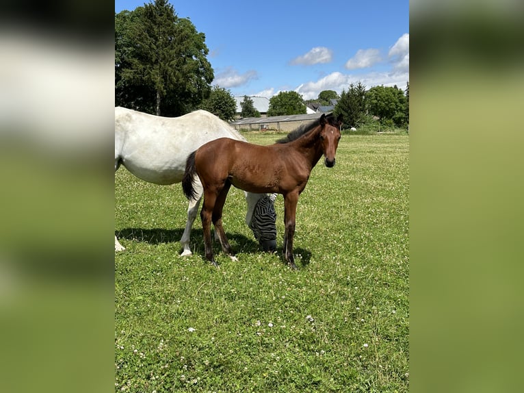 Zweibruecker Mare Foal (04/2024) Brown in Pillig