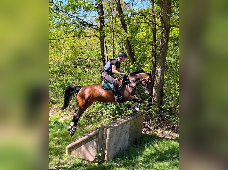 Zweibrücker Merrie 12 Jaar 162 cm Bruin in Köln