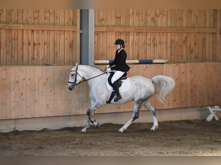 Zweibrücker Merrie 13 Jaar 176 cm Appelschimmel in Vöcklabruck