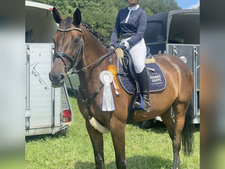 Zweibrücker Merrie 14 Jaar 168 cm Bruin in Trippstadt