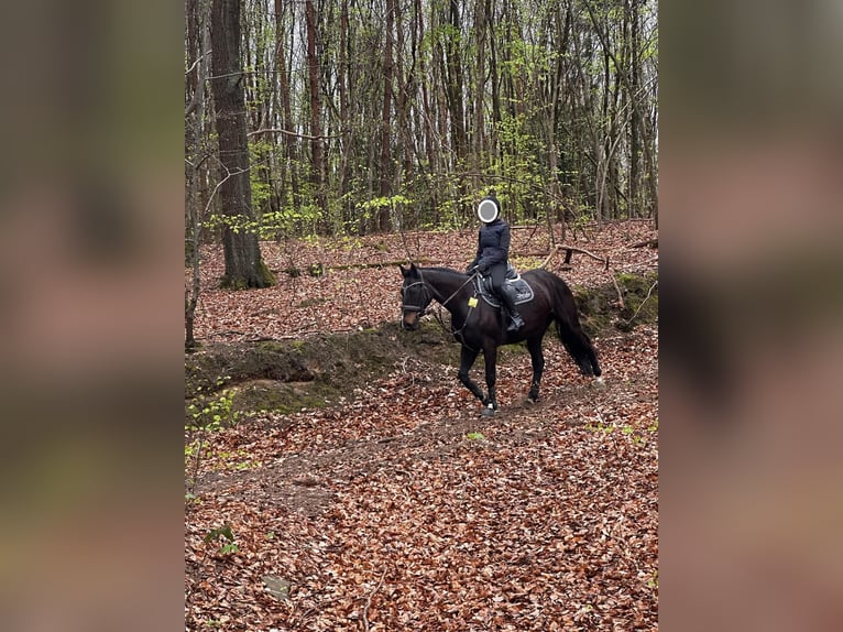 Zweibrücker Merrie 15 Jaar 164 cm Donkerbruin in Rösrath