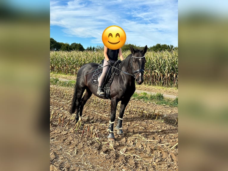 Zweibrücker Merrie 15 Jaar 164 cm Donkerbruin in Rösrath