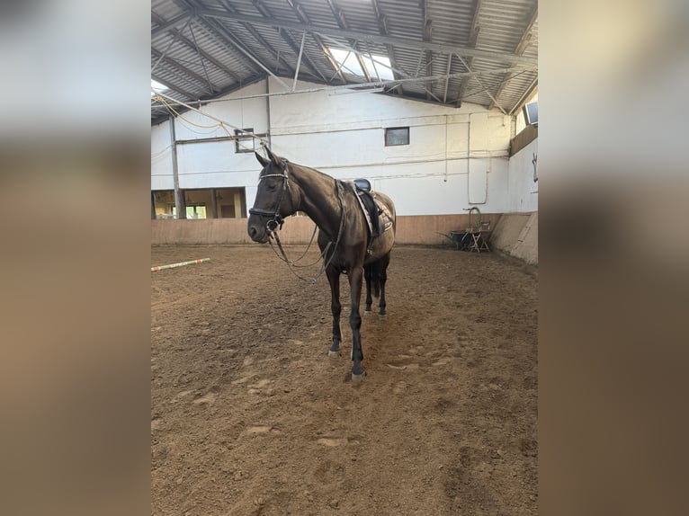 Zweibrücker Merrie 15 Jaar 170 cm Zwart in Bad Neuenahr-Ahrweiler