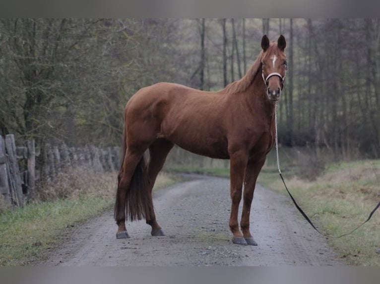 Zweibrücker Merrie 17 Jaar 163 cm Vos in Küps