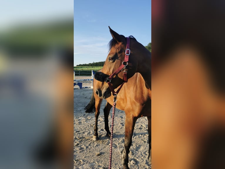 Zweibrücker Merrie 18 Jaar 160 cm Bruin in Traunreut