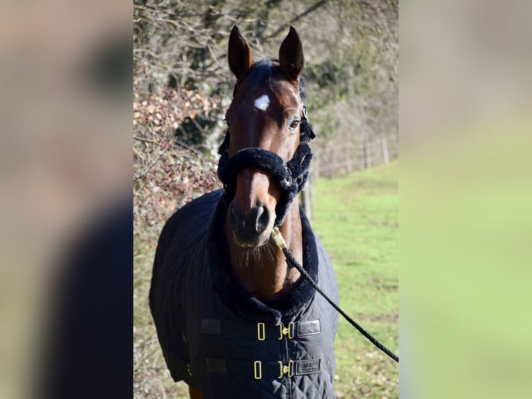 Zweibrücker Merrie 19 Jaar 174 cm Bruin in Homburg