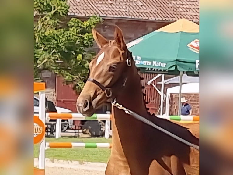 Zweibrücker Merrie 1 Jaar 170 cm Donkere-vos in Neupotz