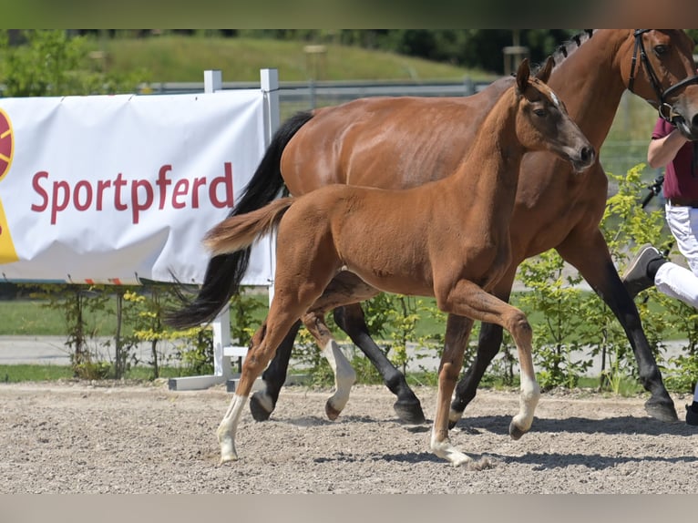 Zweibrücker Merrie 1 Jaar 170 cm Donkere-vos in Neupotz