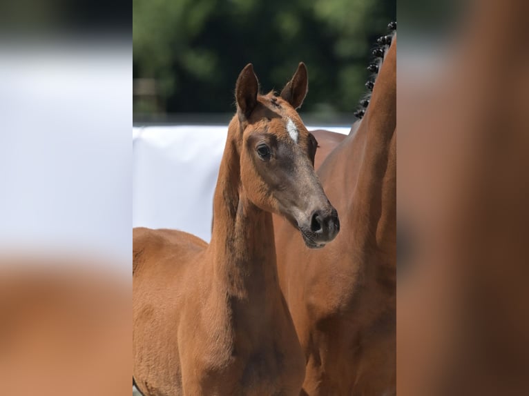 Zweibrücker Merrie 1 Jaar 170 cm Donkere-vos in Neupotz