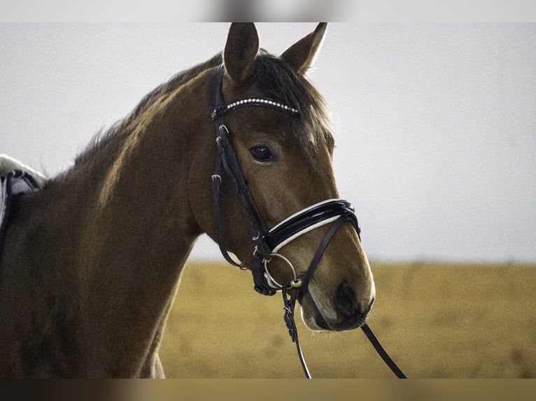 Zweibrücker Merrie 3 Jaar 163 cm Bruin in Osburg