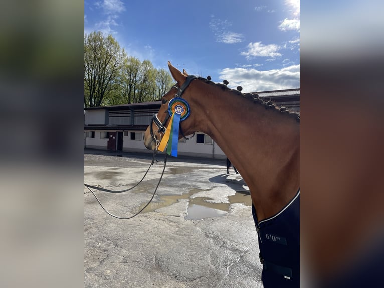 Zweibrücker Merrie 3 Jaar 163 cm Bruin in Osburg