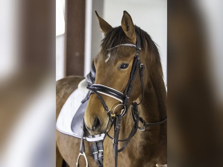 Zweibrücker Merrie 3 Jaar 163 cm Bruin in Osburg