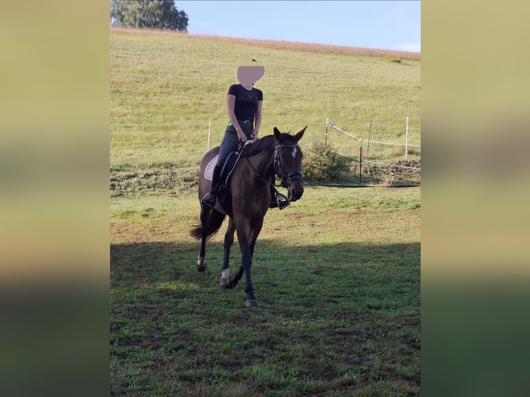 Zweibrücker Mix Merrie 6 Jaar 173 cm Bruin in Merzig