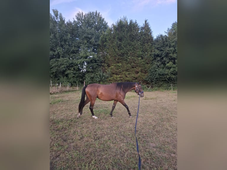 Zweibrücker Mix Merrie 7 Jaar 173 cm Bruin in Merzig