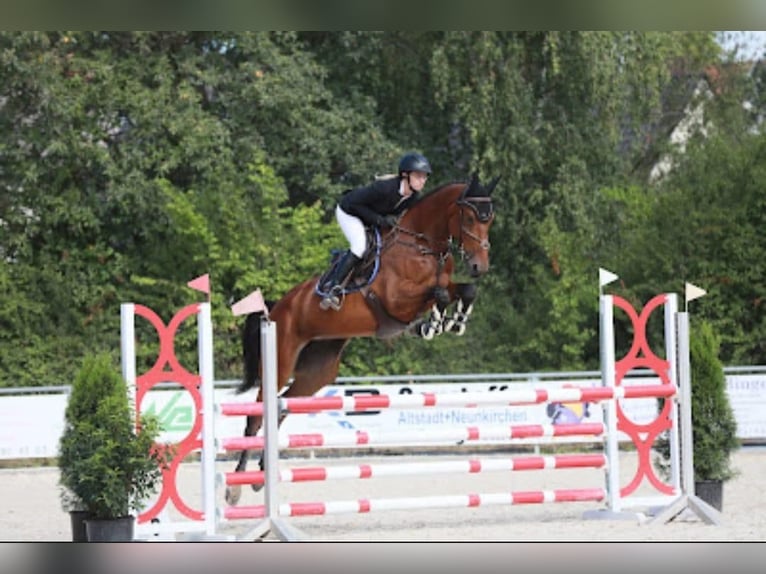 Zweibrücker Merrie 9 Jaar 175 cm Bruin in Niederkassel