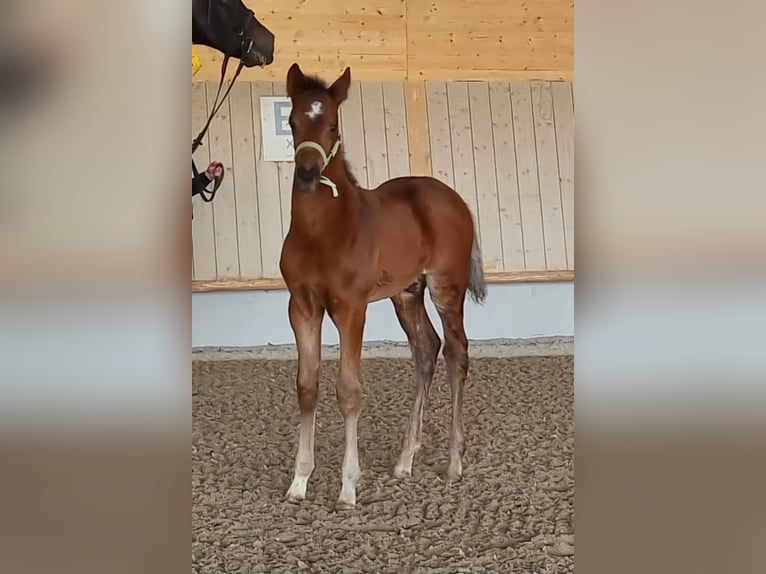 Zweibrücker Ogier Źrebak (03/2025) Gniada in Neupotz