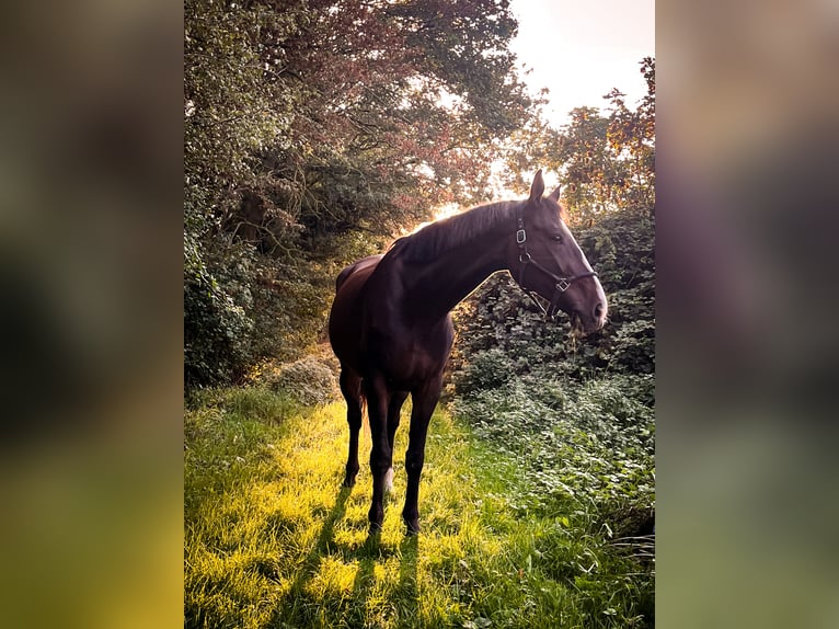 Zweibrücker Ruin 12 Jaar 165 cm Bruin in Bad Sobernheim