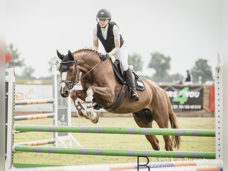 Zweibrücker Ruin 13 Jaar 167 cm Vos in Beckdorf