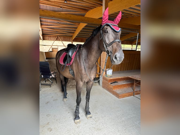 Zweibrücker Ruin 13 Jaar 171 cm Donkerbruin in Neuwied