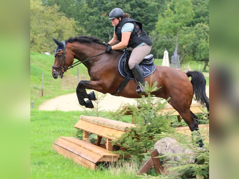 Zweibrücker Ruin 16 Jaar 163 cm Bruin in Mertloch
