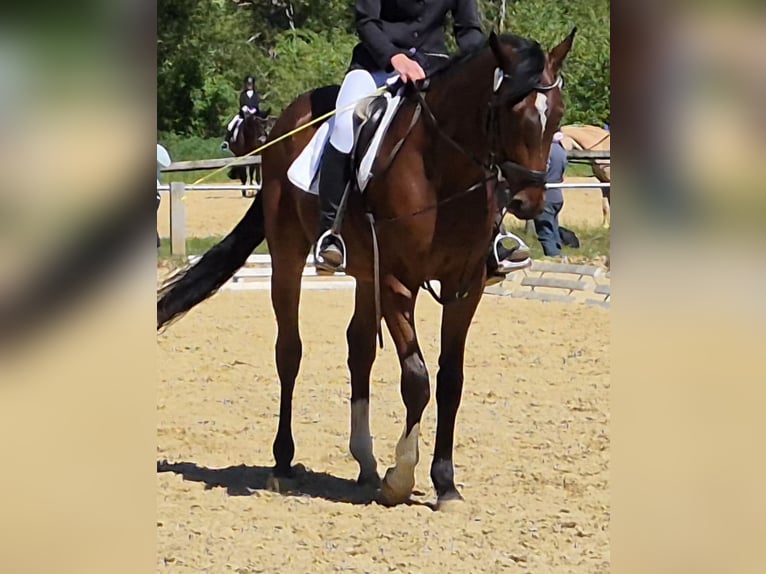 Zweibrücker Ruin 4 Jaar 173 cm Donkerbruin in Gebroth