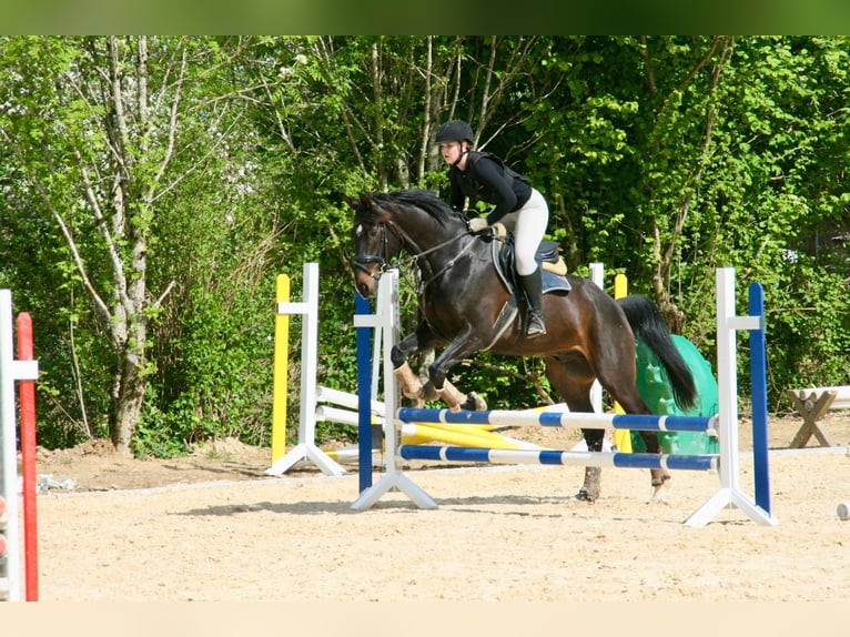 Zweibrücker Ruin 6 Jaar 172 cm Donkerbruin in Morscheid