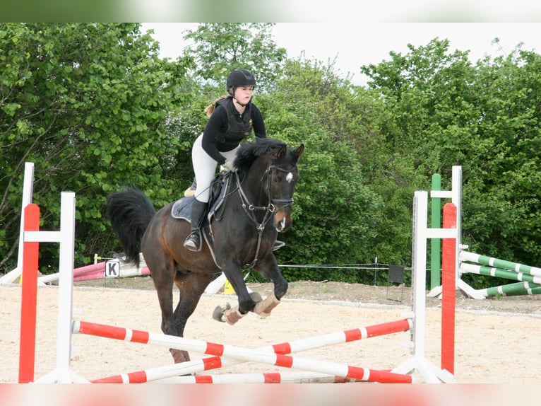Zweibrücker Ruin 6 Jaar 172 cm Donkerbruin in Morscheid