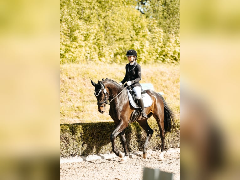 Zweibrücker Ruin 7 Jaar 172 cm Donkerbruin in Morscheid