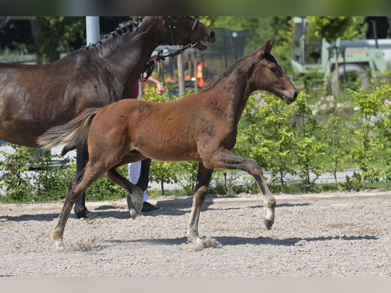 Zweibruecker Stallion 1 year 16,2 hh Bay-Dark in Neupotz