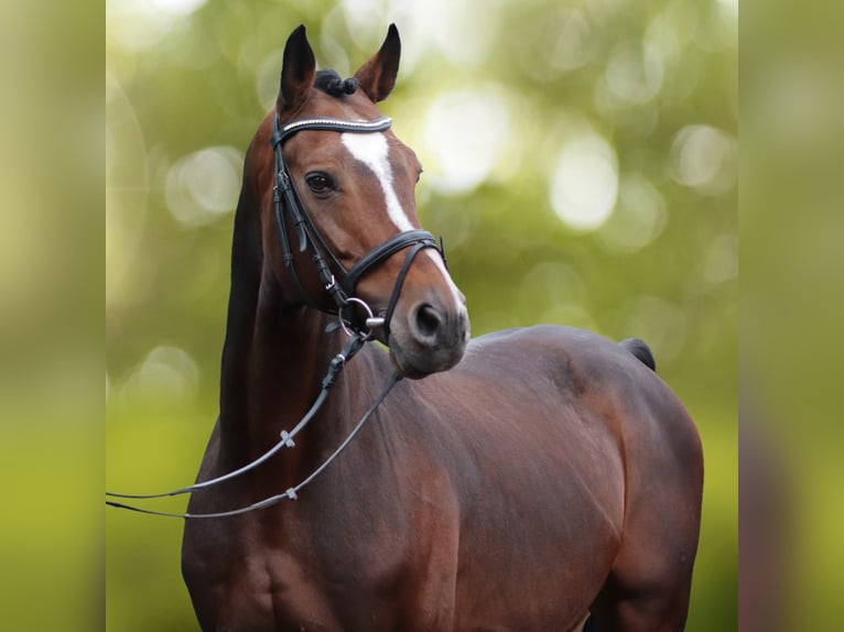 Zweibruecker Stallion Brown in Dudeldorf