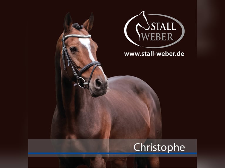 Zweibruecker Stallion Brown in Dudeldorf