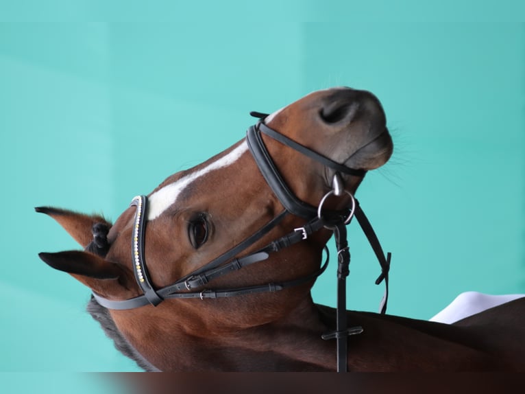 Zweibruecker Stallion Brown in Dudeldorf