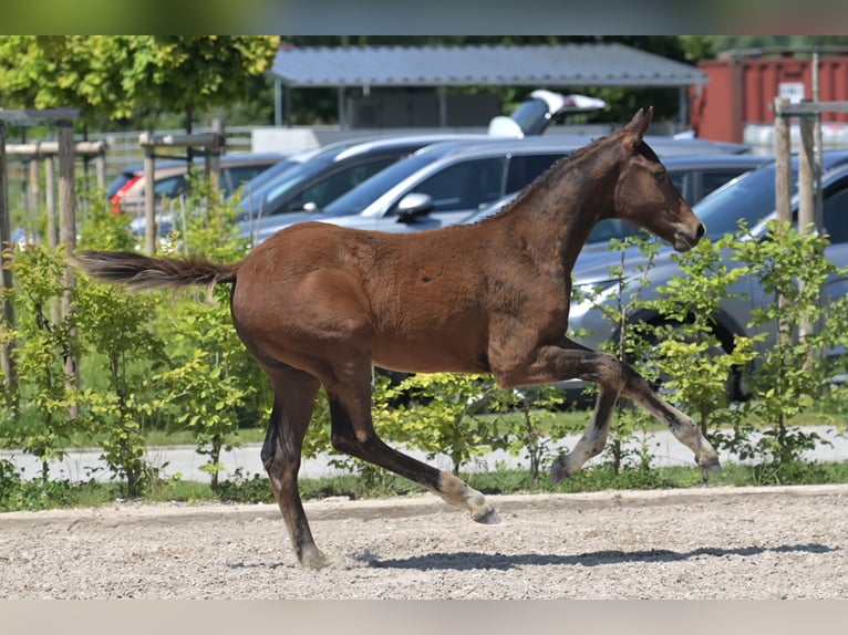 Zweibruecker Stallion Foal (03/2025) 16,2 hh Bay-Dark in Neupotz