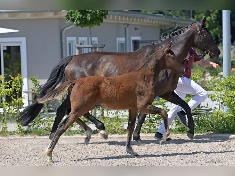 Zweibruecker Stallion Foal (03/2025) 16,2 hh Bay-Dark in Neupotz