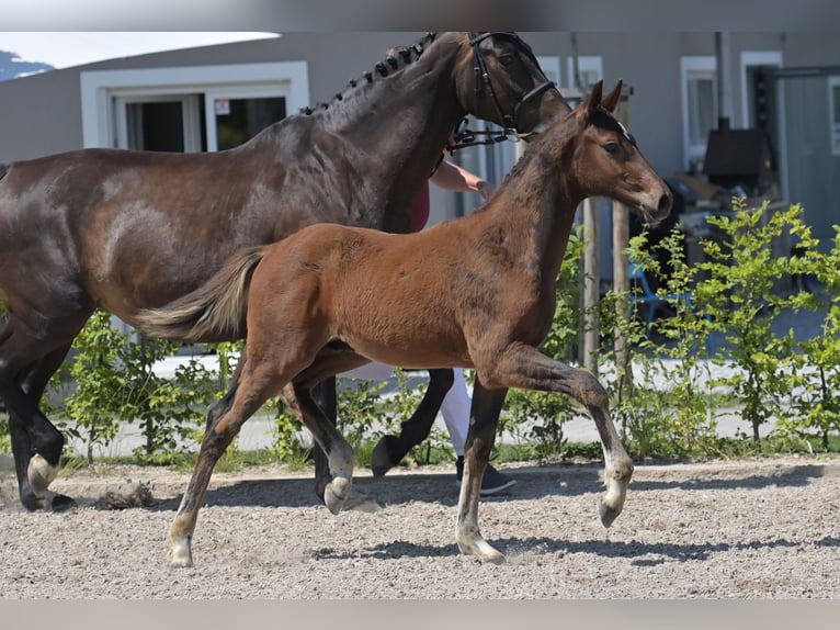 Zweibruecker Stallion Foal (03/2025) 16,2 hh Bay-Dark in Neupotz