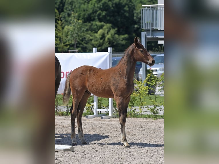 Zweibruecker Stallion Foal (03/2025) 16,2 hh Bay-Dark in Neupotz