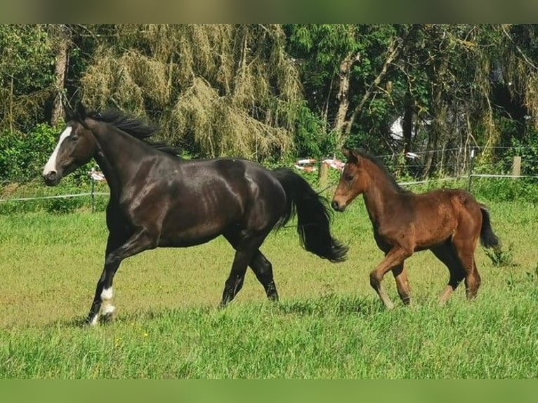 Zweibruecker Stallion Foal (04/2024) Brown in Illingen