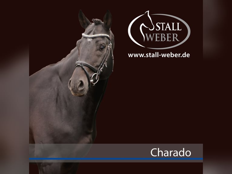 Zweibruecker Stallion Smoky-Black in Dudeldorf