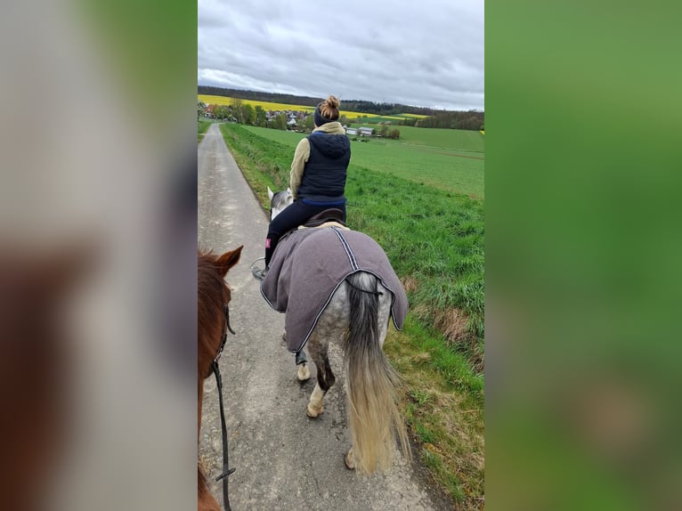Zweibrücker Stute 12 Jahre 160 cm Schimmel in HünstettenHünstetten