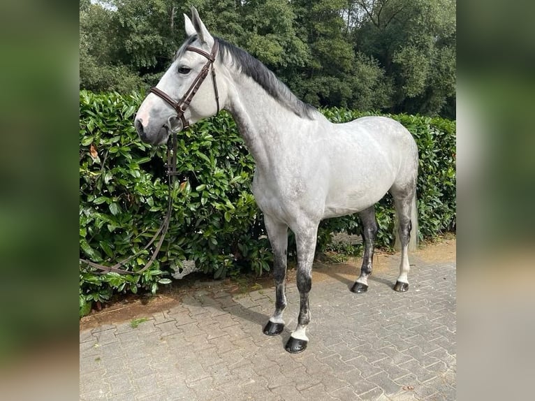 Zweibrücker Stute 12 Jahre 160 cm Schimmel in HünstettenHünstetten